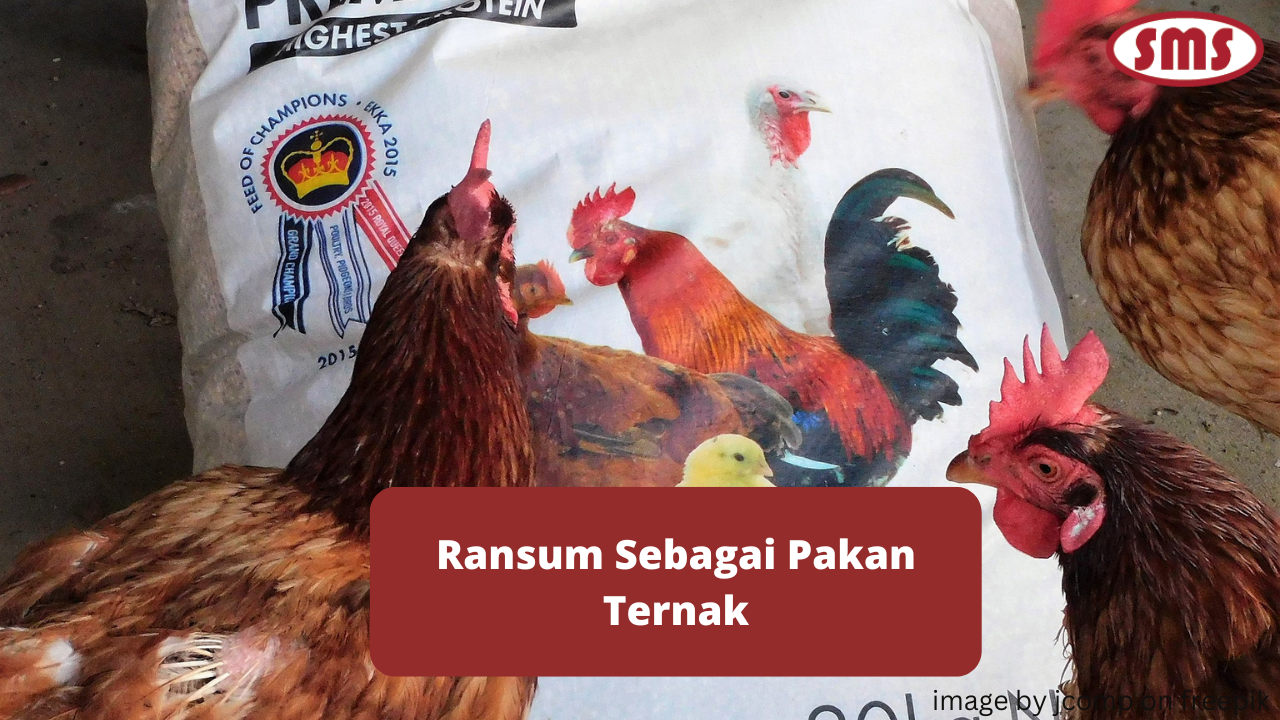Kaidah Menyusun Ransum Bagi Peternak