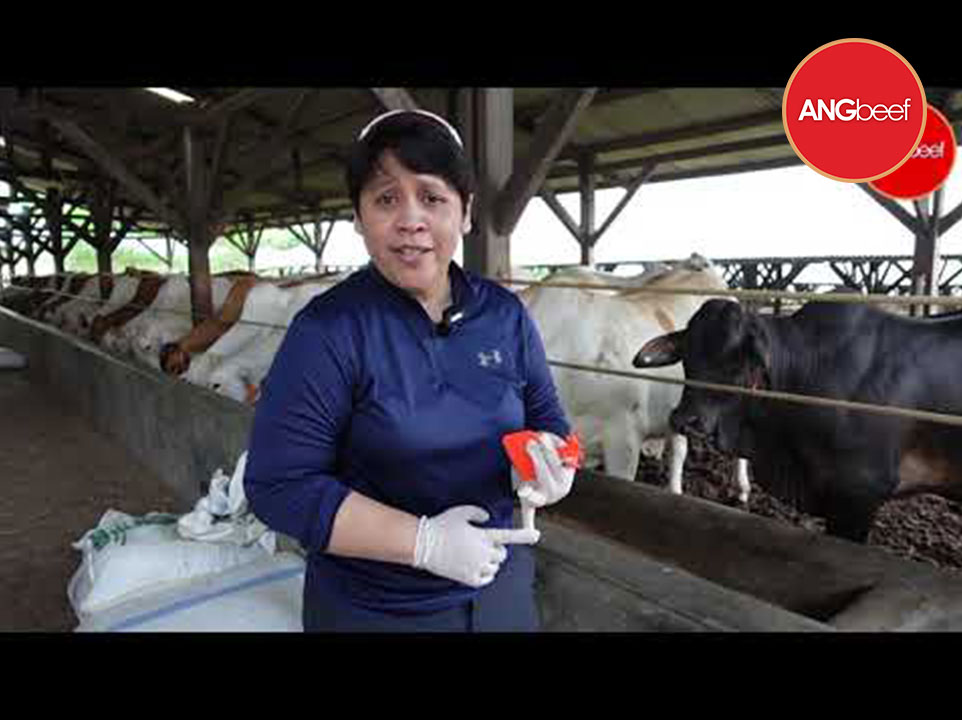 2 important things to identify each cattle. AngBeef Farm